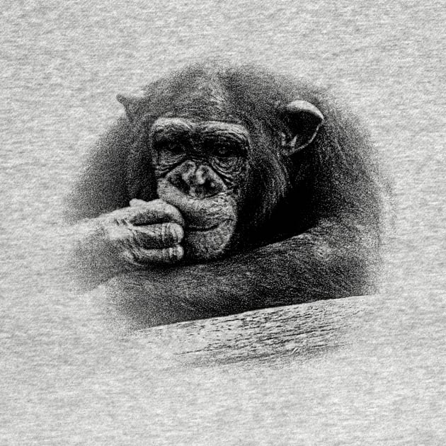 Chimpanzee by Guardi